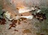 Тараканы делятся информацией о том, где много еды, и принимают коллективные решения