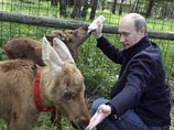 Примером работы премьера над сменой имиджа Кловер считает посещение Путиным в минувшие выходные Национального парка "Лосиный Остров"