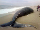На пляже в Нью-Йорке обнаружен мертвый кит