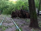 В Москве накануне ураганным ветром повалило 1910 деревьев. Различные травмы в результате разгула стихии получили семь человек, в том числе двое детей