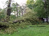 Всего, по данным Объединения административно-технических инспекций (ОАТИ) столицы, в Москве за выходные ураганным ветром повалило почти 2200 деревьев