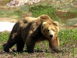 На Камчатке милиционеры застрелили медведицу, вышедшую к лыжной базе