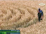На пшеничных полях Кубани вновь появились "знаки пришельцев" - огромные круги и спираль (ВИДЕО)