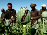 Поля опийного мака в Афганистане поражены новым грибком: наркопроизводство может резко сократиться
