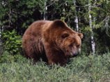 На территории камчатской воинской части отстрелен медведь