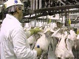 Американским окорочкам разрешили вернуться в Россию – хлор заменят другими веществами
Американским окорочкам разрешили вернуться в Россию – хлор заменят другими веществами