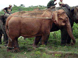 В Мьянме поймали редкого белого слона-альбиноса