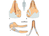 Согласно реконструкции, проведенной авторами статьи, L. melvillei имел челюсть длиной в три метра, а от кончика морды до хвоста составлял 16-18 метров