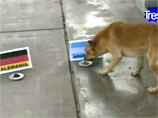 Аргентинский пес бросил вызов осьминогу-провидцу из Германии