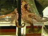 Между тем победу "Красной фурии" предрекал прославившийся на весь мир осьминог Пауль из немецкого Оберхаузена