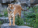 Подаренные Ирану российские тигры с трудом переносят жару в тегеранском зоопарке