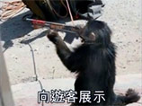 Талибы вооружают обезьян автоматами АК-47 для атак против армии США, установили китайцы