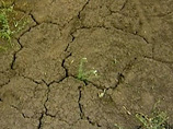 Чрезвычайная ситуация по случаю засухи введена в 16 регионах России, на очереди еще три (СПИСОК)
