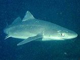 Стаи акул пришли в прибрежные воды юга Приморья