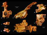 Сделавшие открытие исследователи из Мичиганского университета в США назвали доисторическое существо Saadaniushijazensis. По словам доктора наук Уильяма Сандерса, руководившего группой ученых, это была "экстраординарная находка"