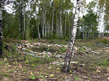 Накануне экологам удалось приостановить вырубку Химкинского леса под строительство новой автомобильной дороги Москва-Петербург, которая началась в районе аэропорта "Шереметьево"