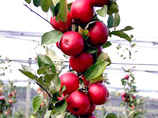 По своему цвету и фактуре они напоминают помидоры, но растут на привычных яблоневых деревьях