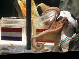 Российские букмекеры хотят выкупить осьминога-провидца Пауля
