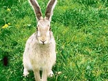 "Сумасшедший процесс года" в Германии: суд разрешил школьникам пугать учительницу зайцами
