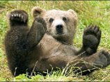В Чечне медведь сбил с ног старшего лейтенанта внутренних войск