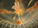 Внутри прозрачного тела медузы виден симметричный крест, за который она получила свое название