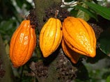 Покупка 241 тысячи тонн какао-бобов является крупнейшей операцией на рынке за 14 лет. После сделки цена ввыросла на 0,7% до максимума 1977 года и достигла 2732 фунтов за тонну