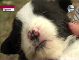 В сюжете, показанном грузинскими телеканалами, щенок выглядит здоровым и питается молоком кошки