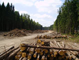 Защитники Химкинского леса, избитые накануне, встретятся с представителями подрядчика