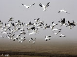 В Нью-Йорке массово истребляют диких канадских гусей: слишком часто мешают самолетам