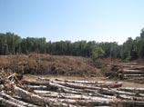 Вырубка Химкинского леса приостановлена