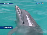 В Московском дельфинарии погиб уже четвертый дельфин