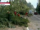 По последним данным, в результате урагана, который пронесся над Ленинградской областью в ночь с 29 на 30 июля, погибли восемь человек