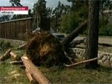 До восьми человек увеличилось число жертв урагана в Ленинградской области