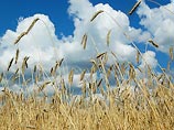 Последствия засухи в РФ уже затронули мировой рынок. По оценкам аналитиков, нынешний рост цен на зерно (32% с начала июля) спровоцировала именно Россия