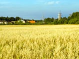 Засуха в России стала причиной роста цен на пшеницу до максимума за 22 месяца