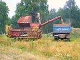Минсельхоз: урожай зерна в России упадет до 70-75 млн тонн