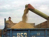 Правительство оттягивает начало зерновых интервенций