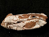 Удивительное существо, жившее на земле 105 млн лет назад и представлявшее собой нечто среднее между современным крокодилом и кошкой, обнаружили ученые из американского Университета штата Огайо