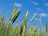 Мировые цены на пшеницу с июня 2010 года уже выросли на 50%, и такой резкий рост цен вызывает серьезные опасения на рынках