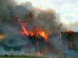 Пожары в лесах Брянской области РФ чреваты выбросом в атмосферу чернобыльской радиации, предупреждают защитники дикой природы