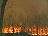 Пожары в брянских лесах грозят выбросом в атмосферу чернобыльской радиации, предупреждают в WWF