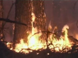 На Дальнем Востоке осталось потушить только один лесной пожар На Дальнем Востоке осталось потушить только один лесной пожар
