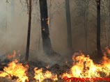 МЧС сообщает, что за минувшие сутки было потушено 224 очага природных пожаров