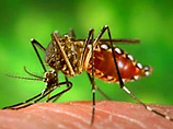 Особый вид комаров Aedes Aegypti переносящийц денге
