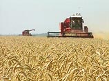 Мировые цены на пшеницу обвалились на фона ожидания   дождей в России