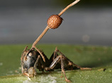 В Германии ученые обнаружили гриб, который уже в течение 48 млн лет паразитирует, внедряясь в организм муравьев-древоточцев