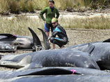 Около 60 черных дельфинов-гринд выбросилось на берег в Новой Зеландии