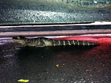 Под машиной в Нью-Йорке нашли аллигатора - теперь ищут его хозяина