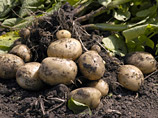 Британским аналогом был бы неурожай картофеля и превращение жареной картошки - местного традиционного фастфуда - в дорогостоящий редкостный деликатес