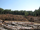 В Химкинском лесу продолжается подготовка к строительству дороги, утверждают экозащитники